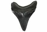 Serrated, Juvenile Megalodon Tooth - South Carolina #368691-1